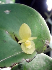 Pleurothallis cardiothallis