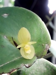 Pleurothallis cardiothallis