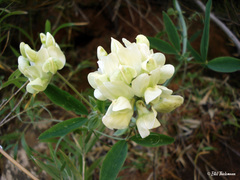 Vicia nigricans