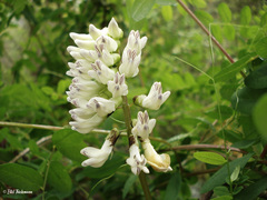 Vicia nigricans
