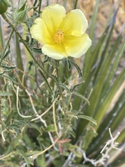 Hibiscus coulteri