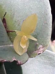 Pleurothallis cardiothallis