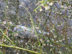 Eriogonum deflexum