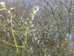 Eriogonum deflexum