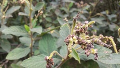 Varronia cylindrostachya