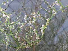 Eriogonum deflexum