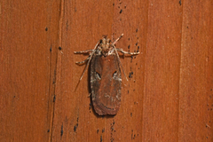 Agonopterix lythrella