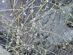 Eriogonum deflexum