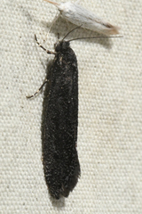 Elatobia carbonella