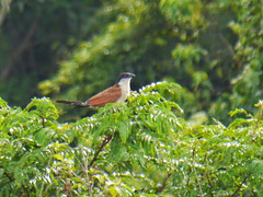 Centropus senegalensis