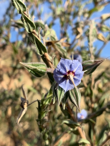 camel bush
