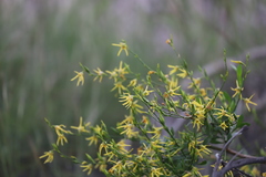 Anthocercis littorea