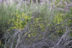 Anthocercis littorea