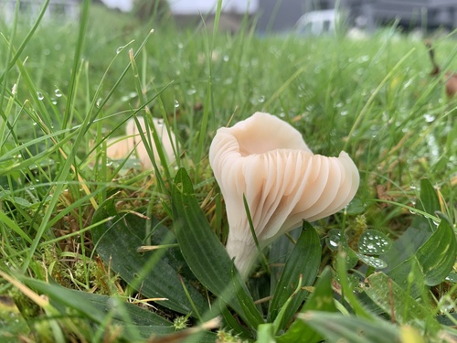 Snowy Waxcap