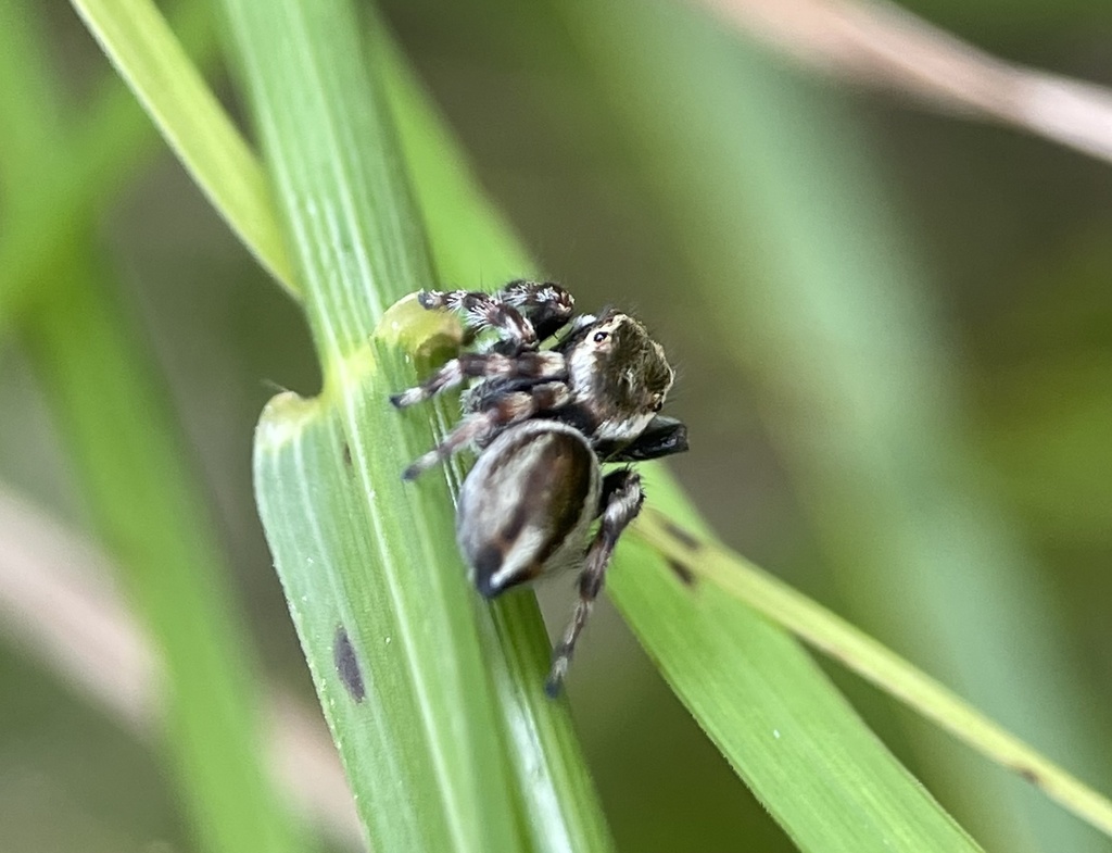 White Garland House Hopper from Frankston South, VIC, AU on November 19, 2021 at 1111 AM by