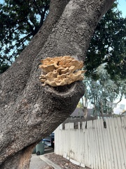 Laetiporus gilbertsonii