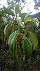 Meriania nobilis