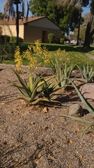Aloe hildebrandtii