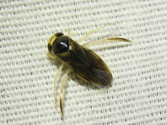 Corisella edulis