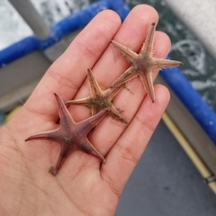 Astropecten verrilli