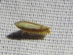 Scaphytopius elegans