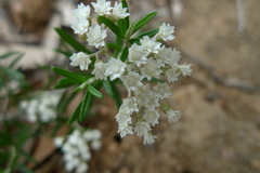 Ozothamnus conditus