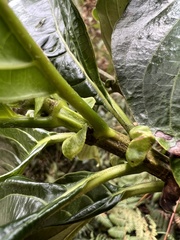 Dioicodendron