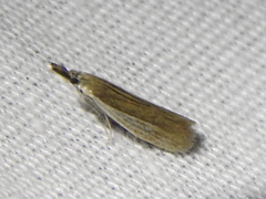 Tampa dimediatella