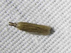 Tampa dimediatella