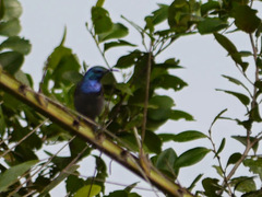 Anabathmis reichenbachii