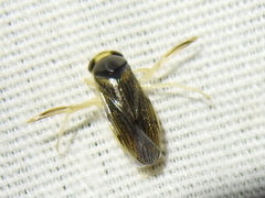 Corisella edulis