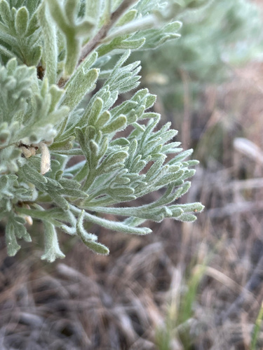 Owyhee Sagebrush (Artemisia papposa)
