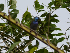 Anabathmis reichenbachii