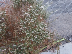 Eriogonum deflexum