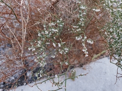 Eriogonum deflexum