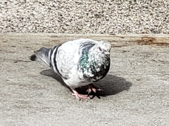 Columba livia domestica