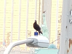 Columba livia domestica