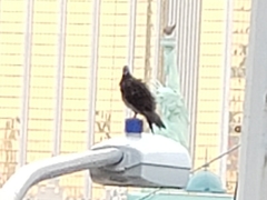 Columba livia domestica