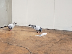 Columba livia