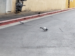 Columba livia