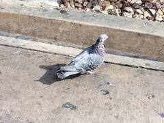 Columba livia