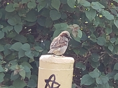 Passer domesticus