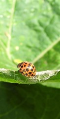 Henosepilachna vigintisexpunctata