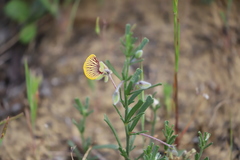 Isotropis cuneifolia