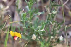 Isotropis cuneifolia