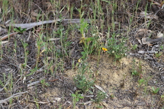 Isotropis cuneifolia