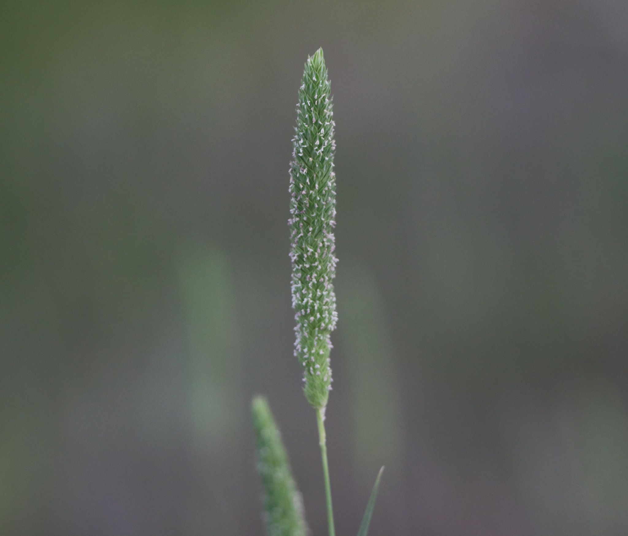 Phalaris angusta