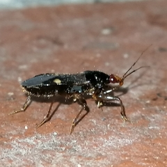 Prostemmatinae