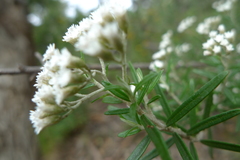 Ozothamnus conditus