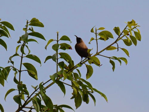 Carmelite Sunbird (Chalcomitra fuliginosa), photo 9